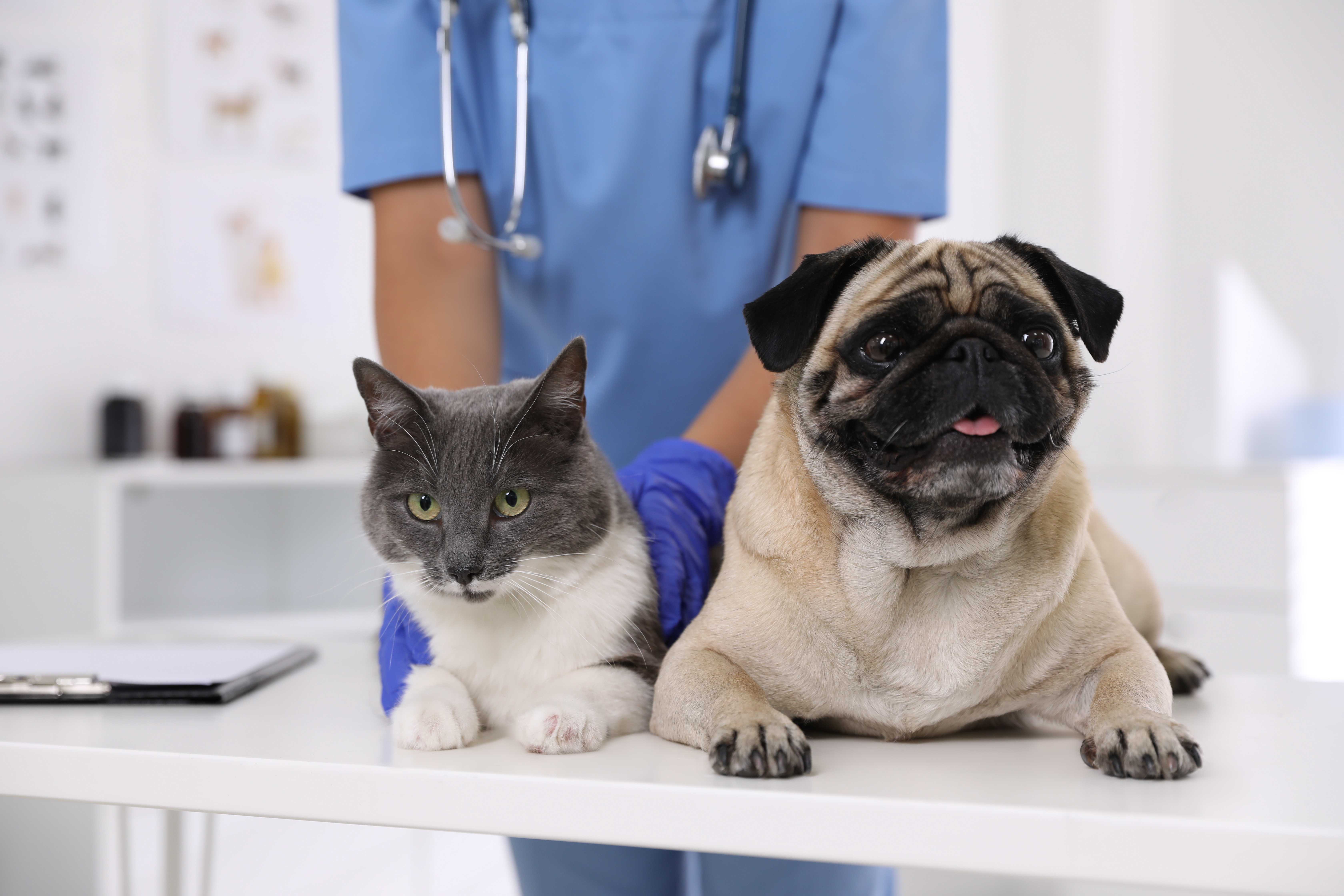 Consultas de cães e gatos Landing Image